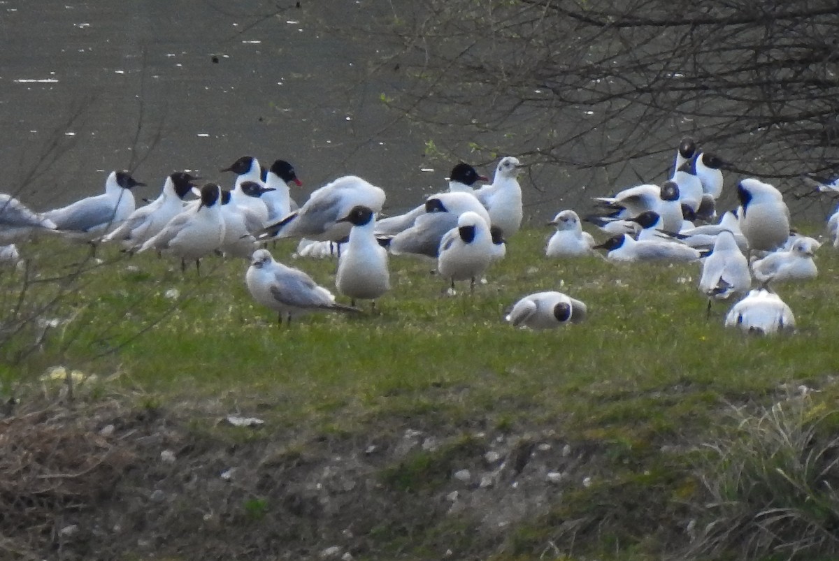 Mediterranean Gull - ML415092721