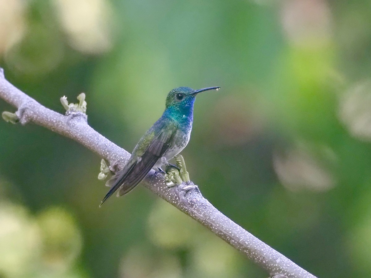 Mangrove Hummingbird - ML415092961