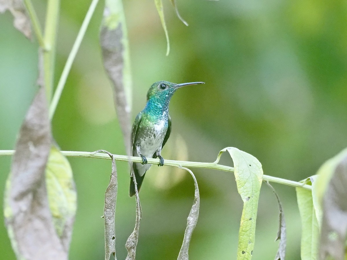 Mangrove Hummingbird - ML415094211