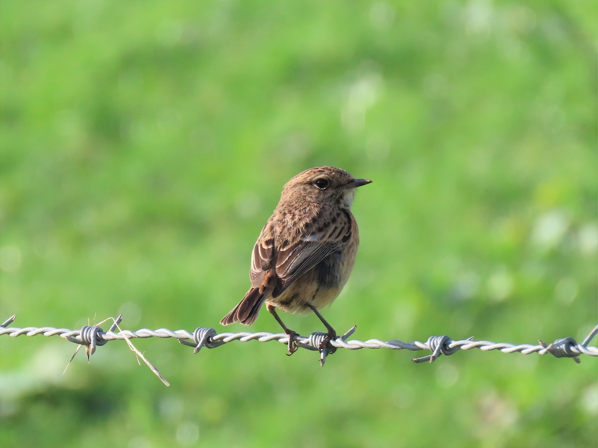 Tarabilla Europea - ML415094241