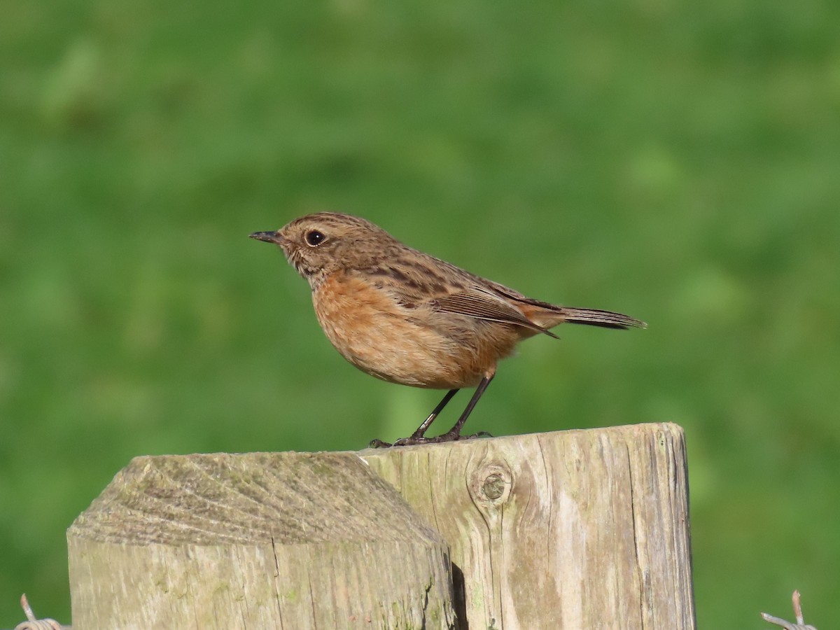 Tarabilla Europea - ML415094251