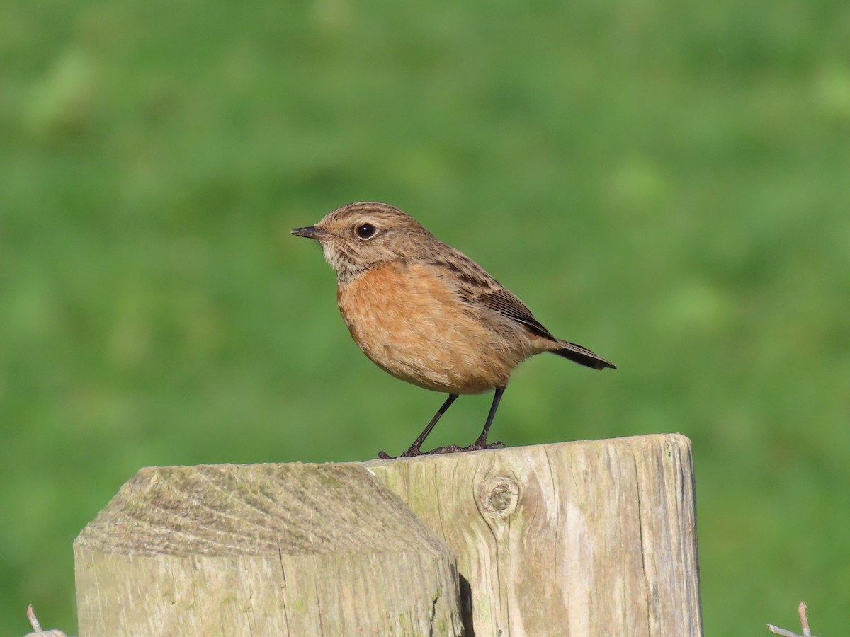 Tarabilla Europea - ML415094271