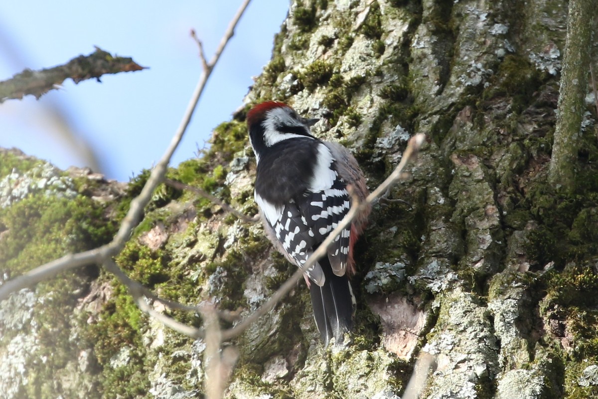 Middle Spotted Woodpecker - ML415095371