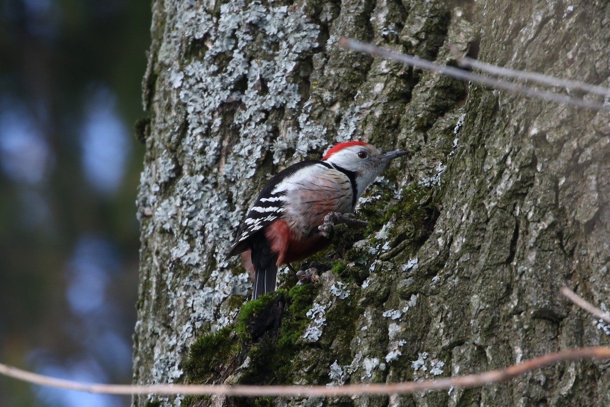 Middle Spotted Woodpecker - ML415095401