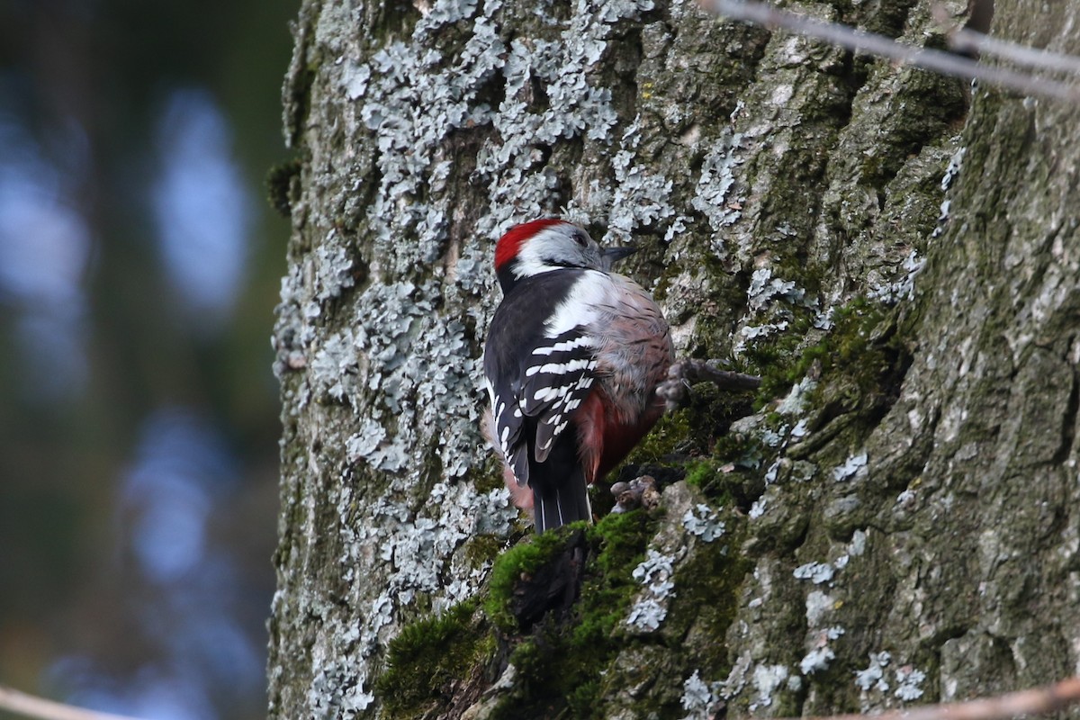 Middle Spotted Woodpecker - ML415095441
