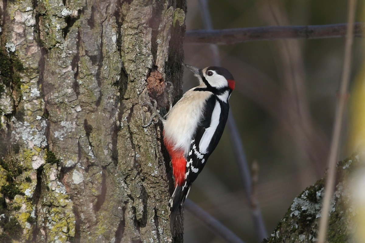 Great Spotted Woodpecker - Tatyana Korzhitskaya