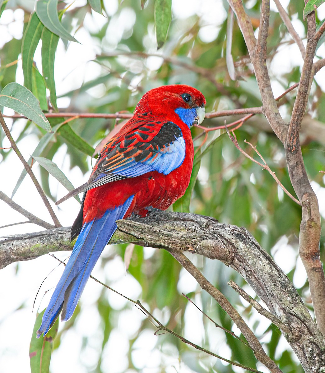 Crimson Rosella - ML415096411