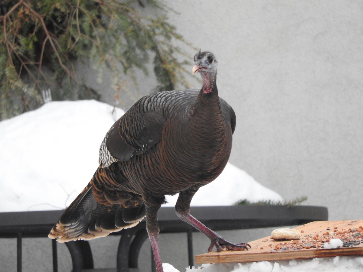 Wild Turkey - ML415096851