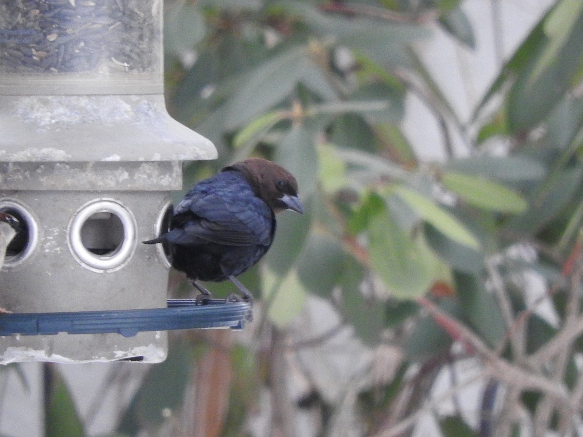 Brown-headed Cowbird - ML415096991