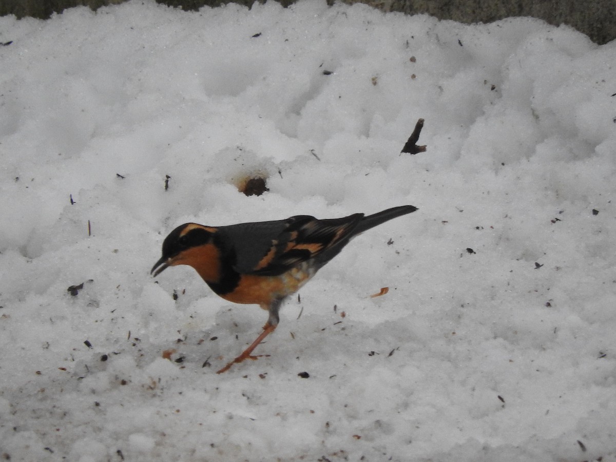 Varied Thrush - ML415097341