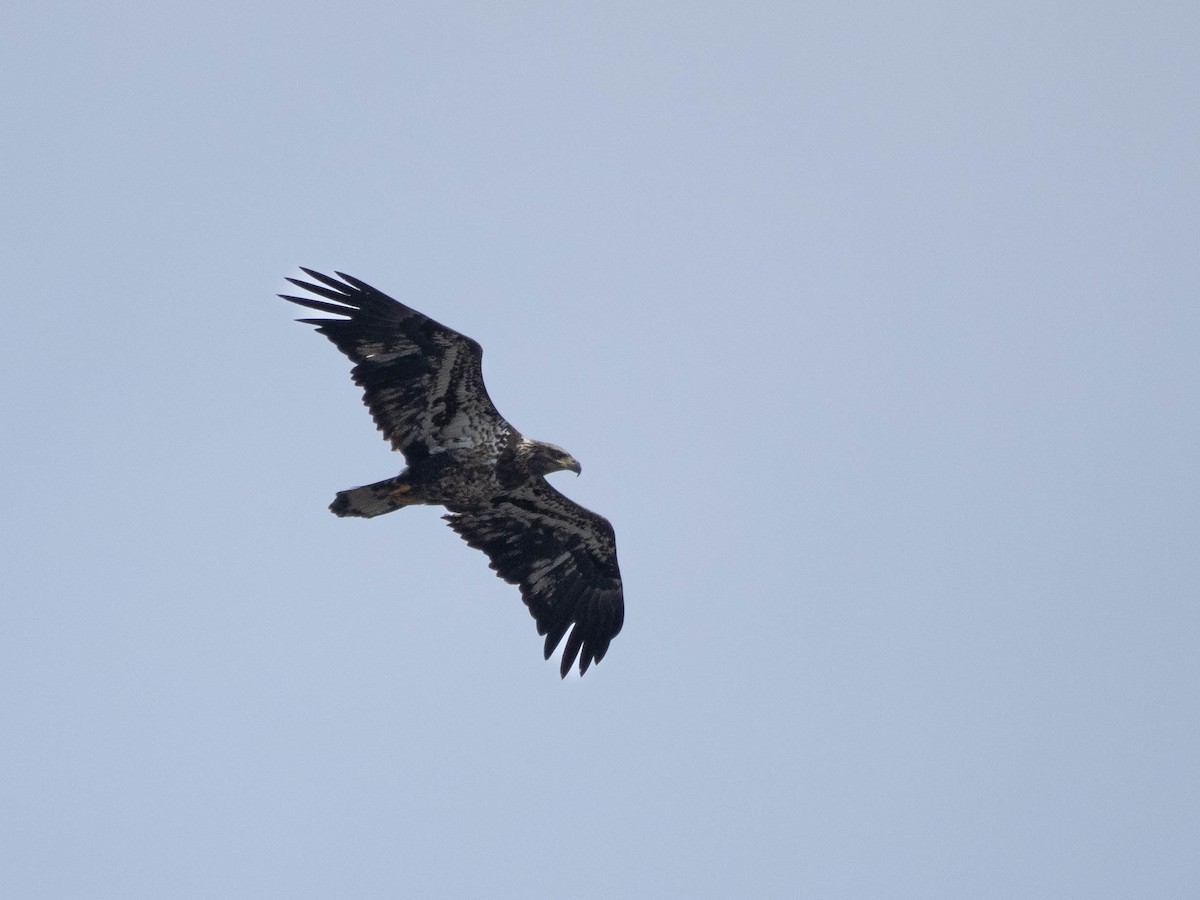 Bald Eagle - ML415097351