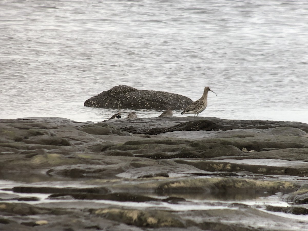 Ruddy Turnstone - ML415098321