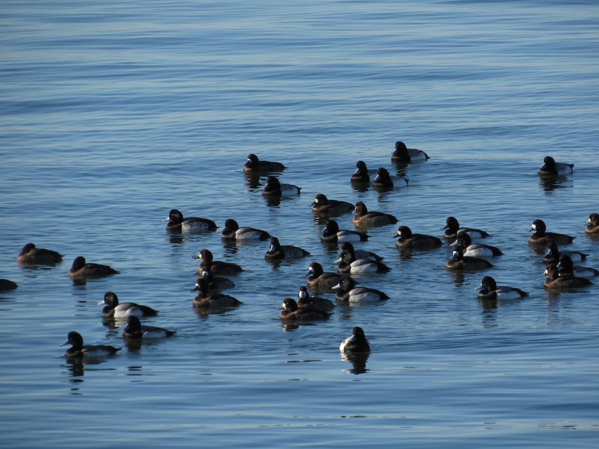 Greater Scaup - ML415099821