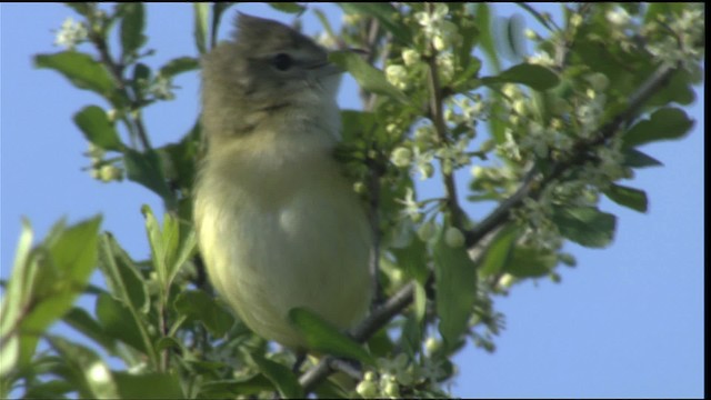 Braunaugenvireo (bellii/medius) - ML415100