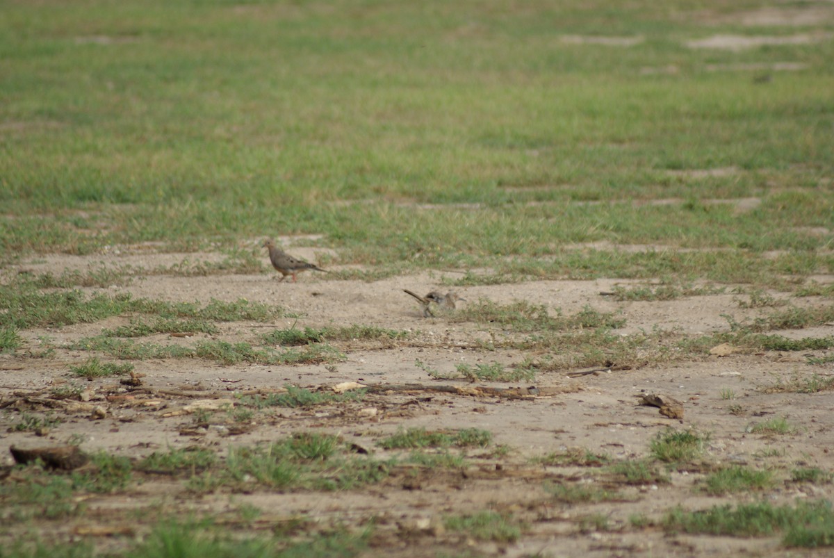 Mourning Dove - ML41510161