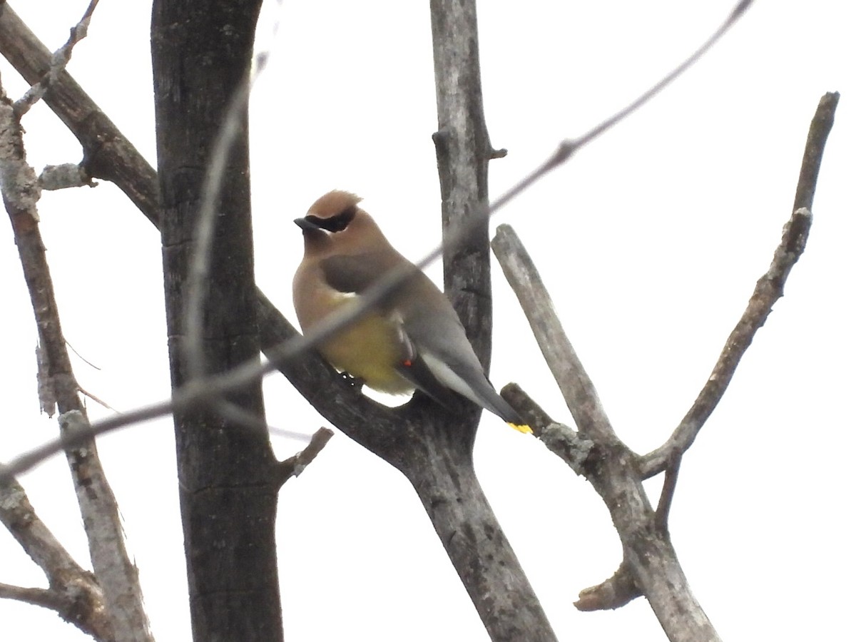 Cedar Waxwing - ML415102081