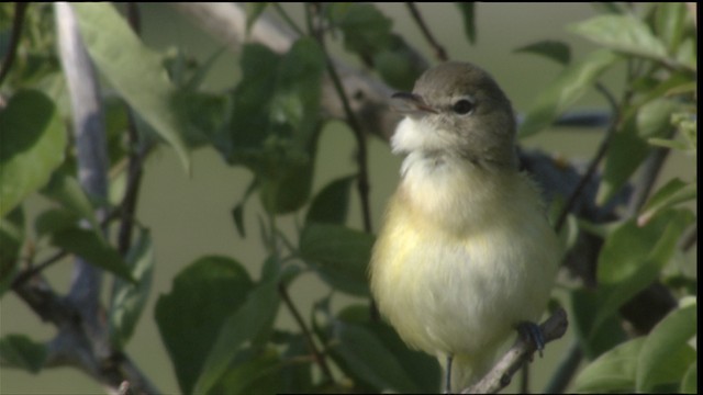 Bell Vireosu (bellii/medius) - ML415103