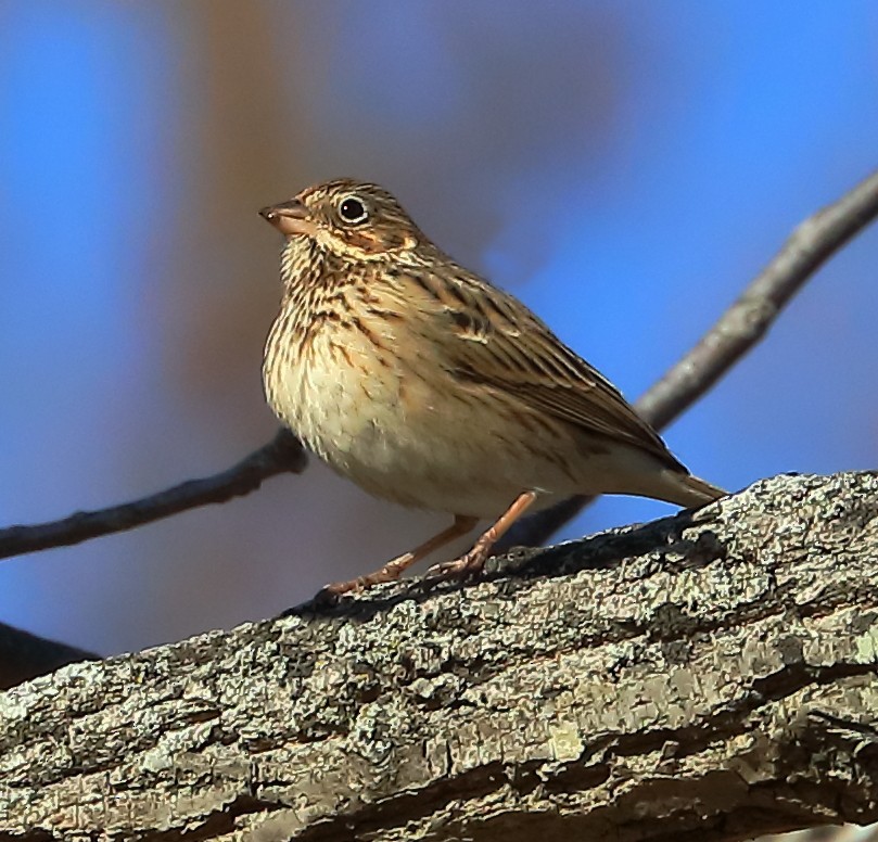 Vesper Sparrow - ML415103951