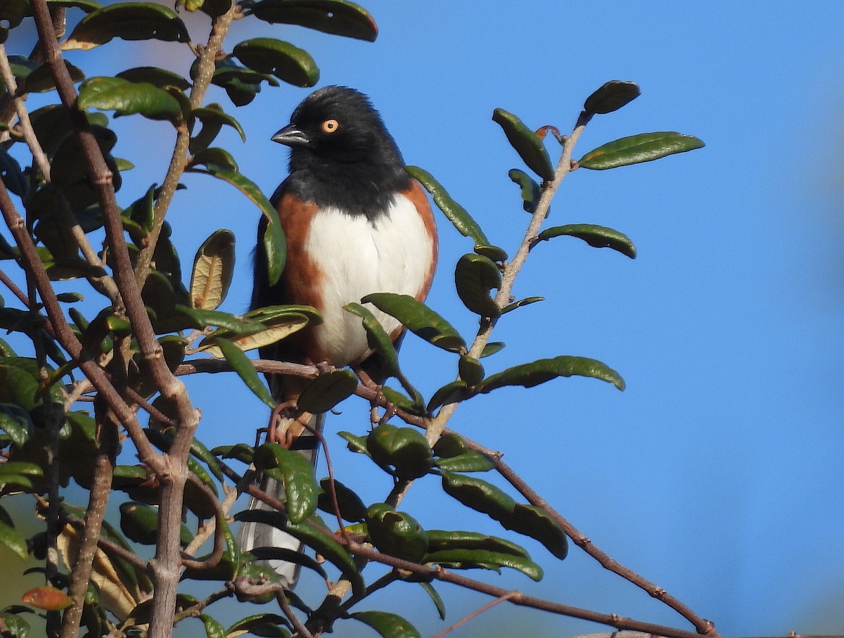 Eastern Towhee - ML415103961