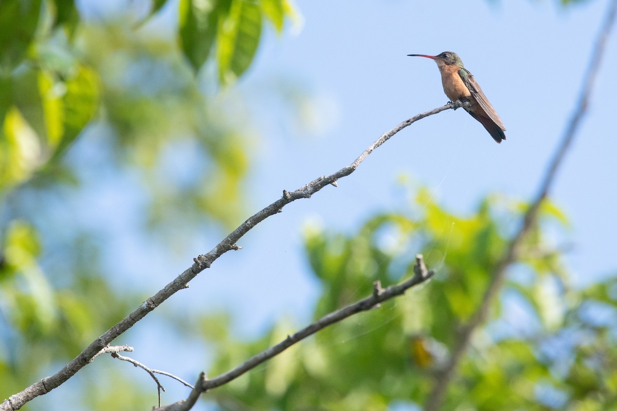 Cinnamon Hummingbird (Mainland) - Frédéric Bacuez