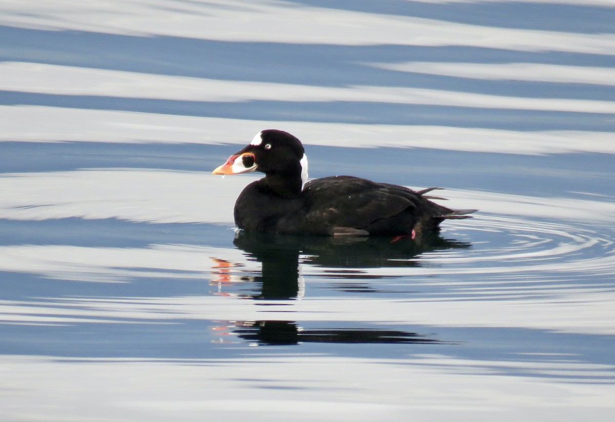 Surf Scoter - ML415104621