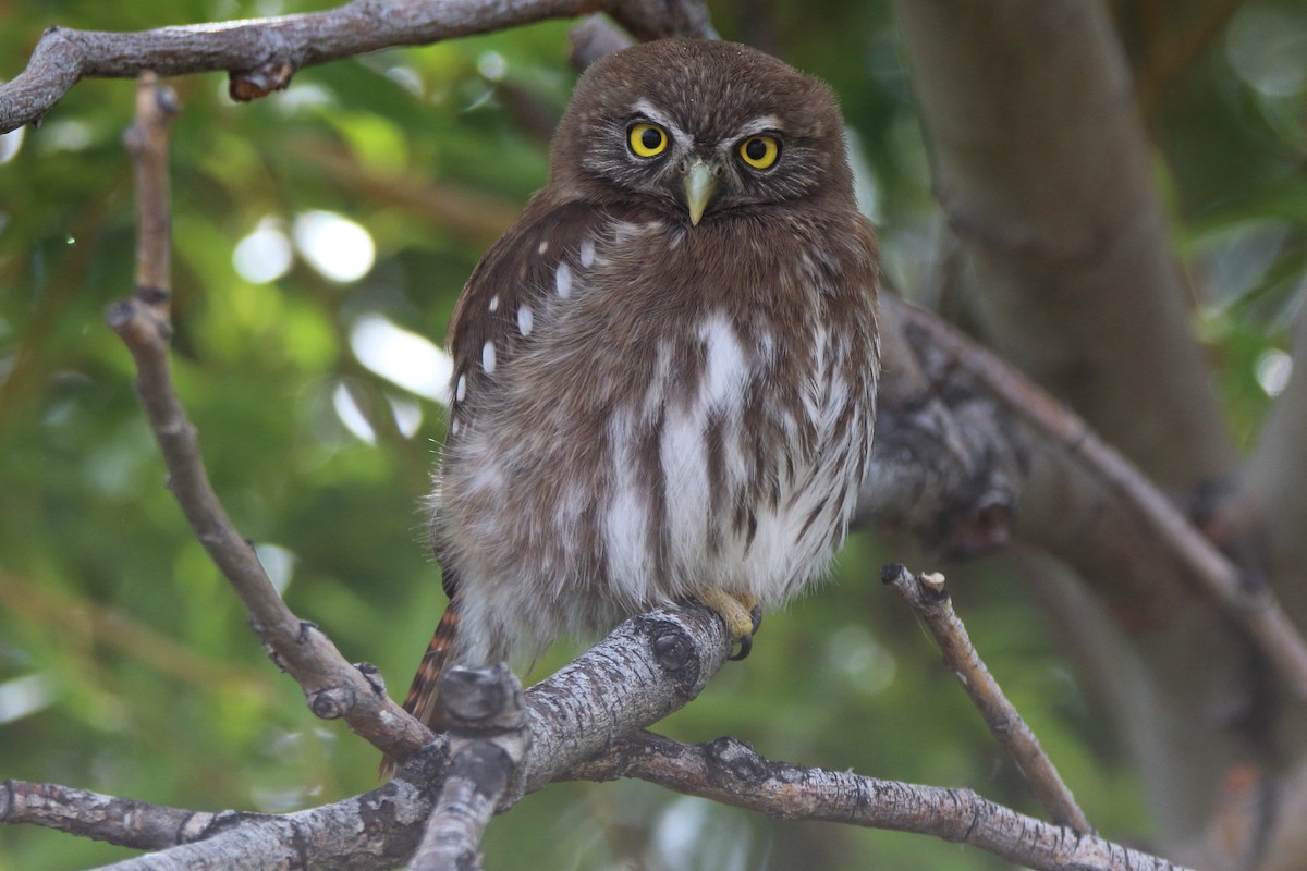 Austral Pygmy-Owl - ML415104911