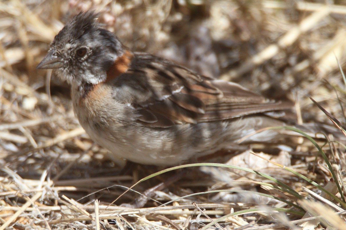 Rufous-collared Sparrow - ML415105511