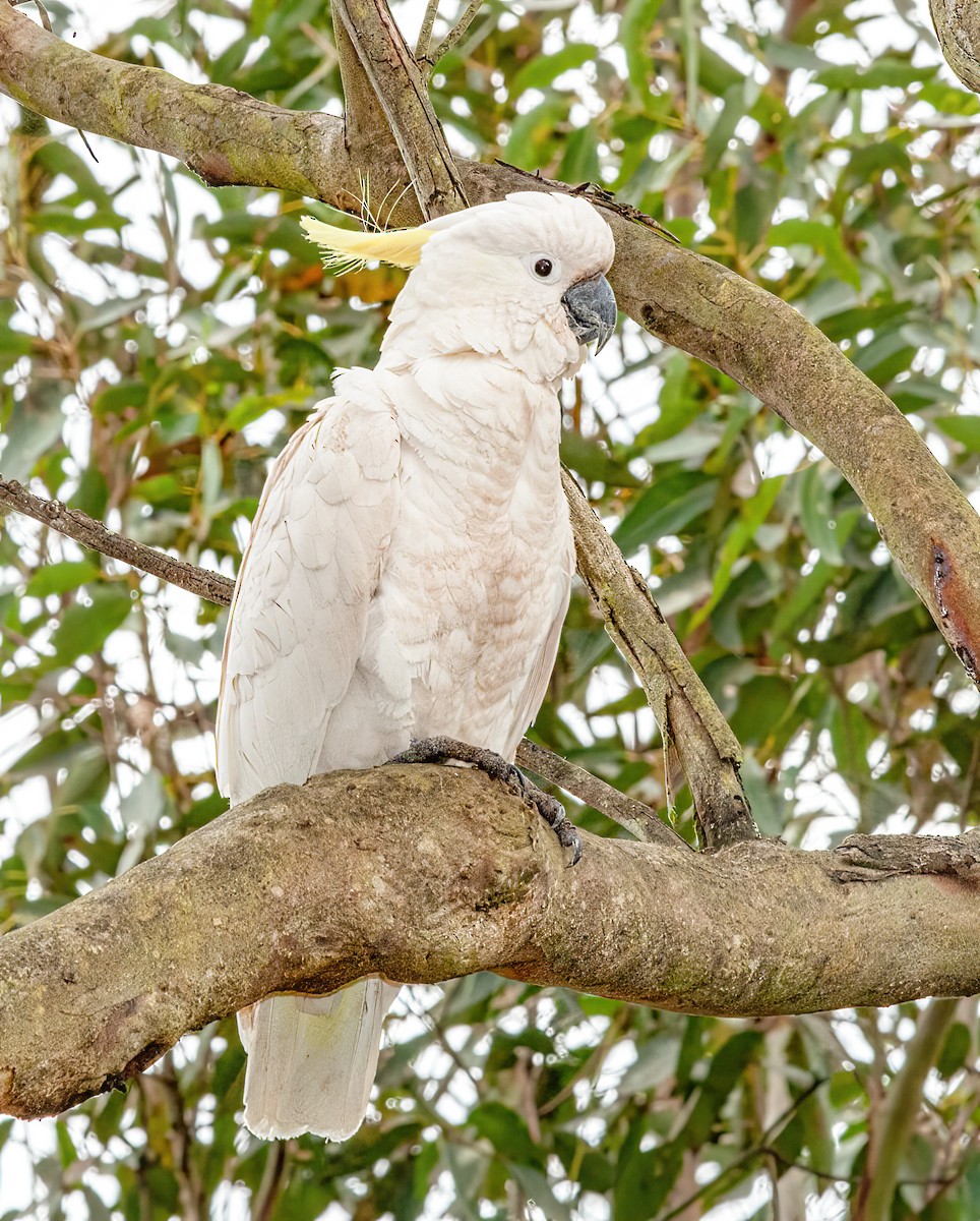 Sulphur-crested Cockatoo - ML415105941