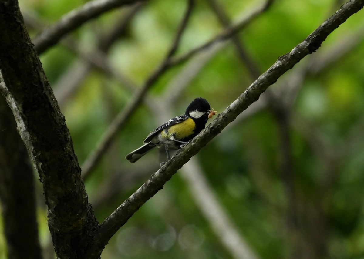 Green-backed Tit - ML415108341