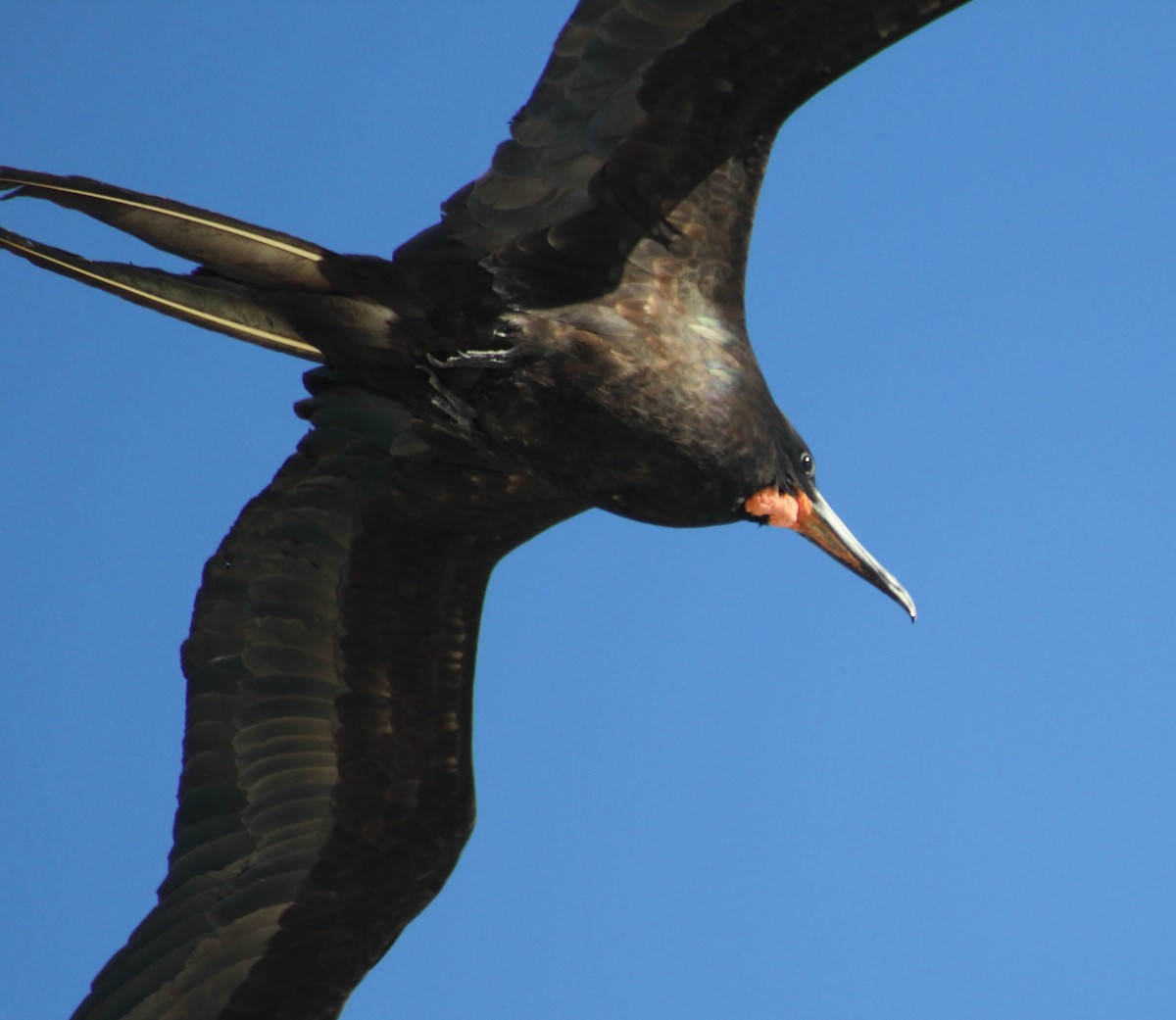 Magnificent Frigatebird - ML415108591