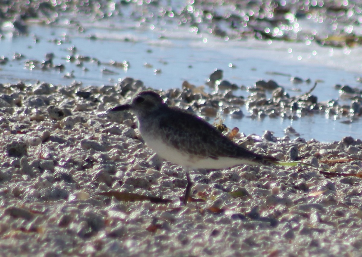 Black-bellied Plover - ML415108761