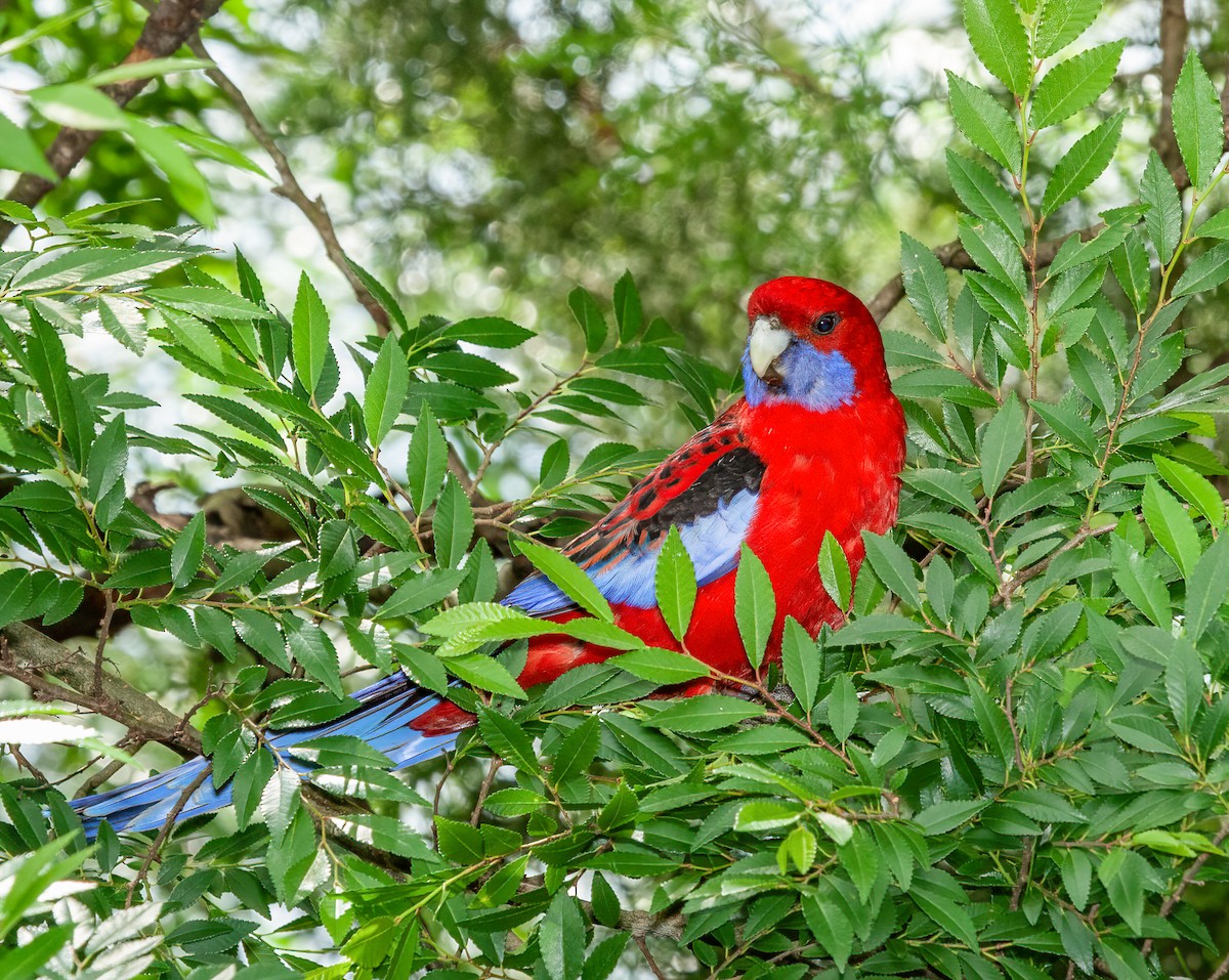 Crimson Rosella - ML415109561