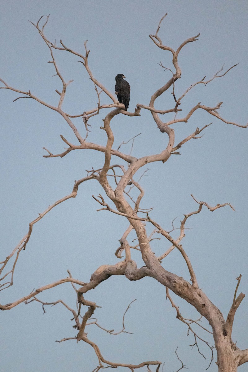 Great Black Hawk (Northern) - Frédéric Bacuez