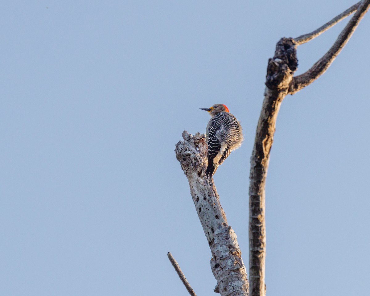 Yucatan Woodpecker - Karl Wirth