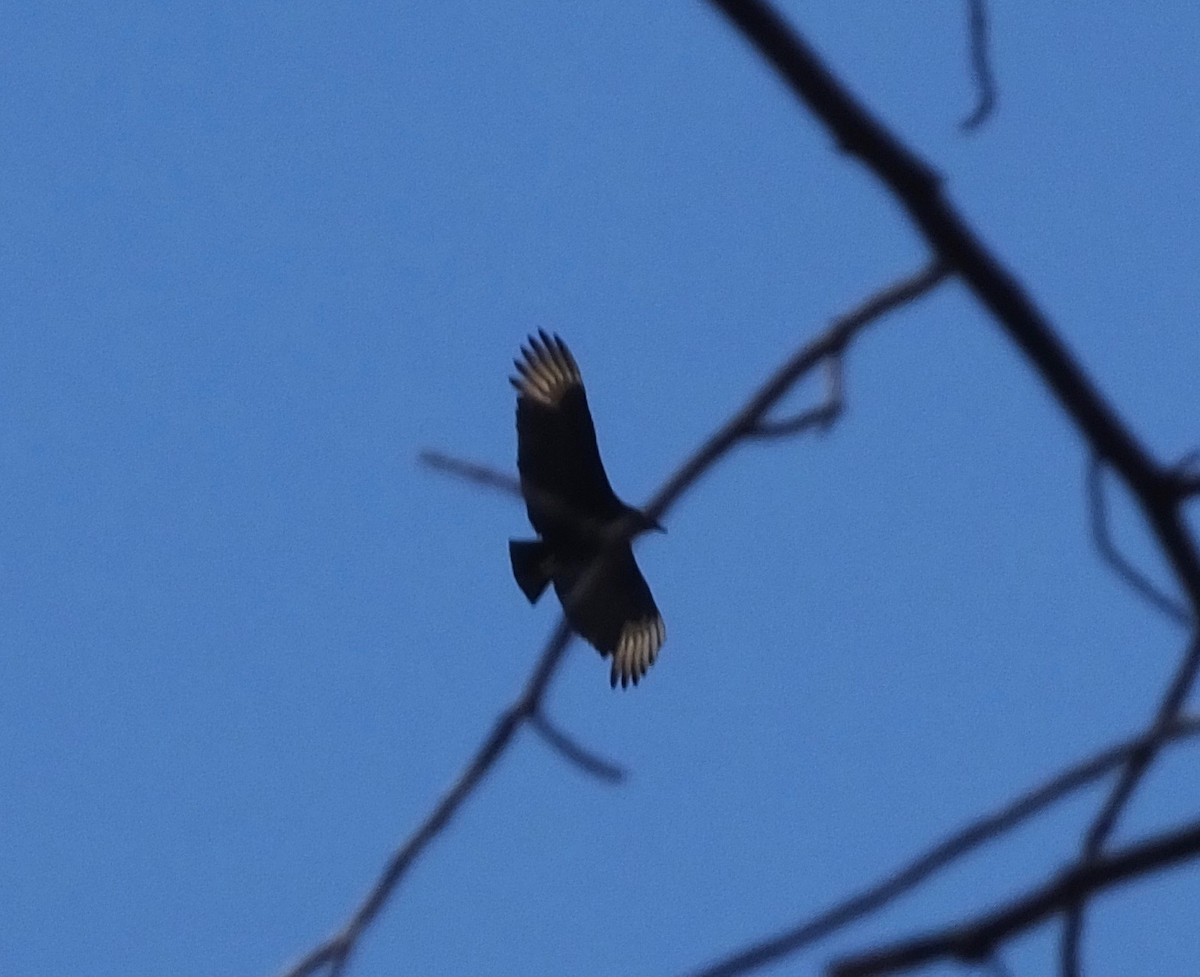 Black Vulture - ML415111391