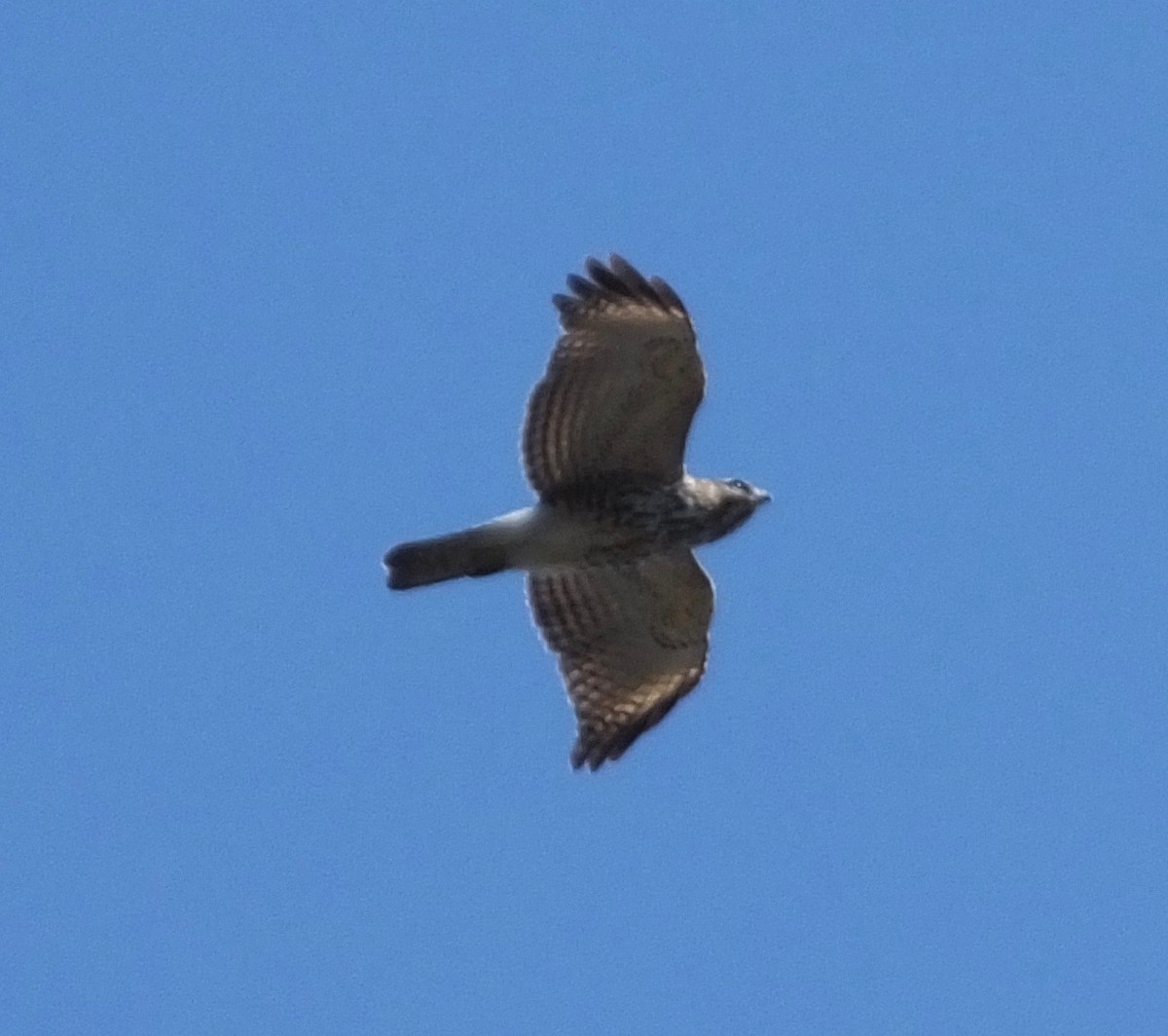 Red-shouldered Hawk - ML415111441