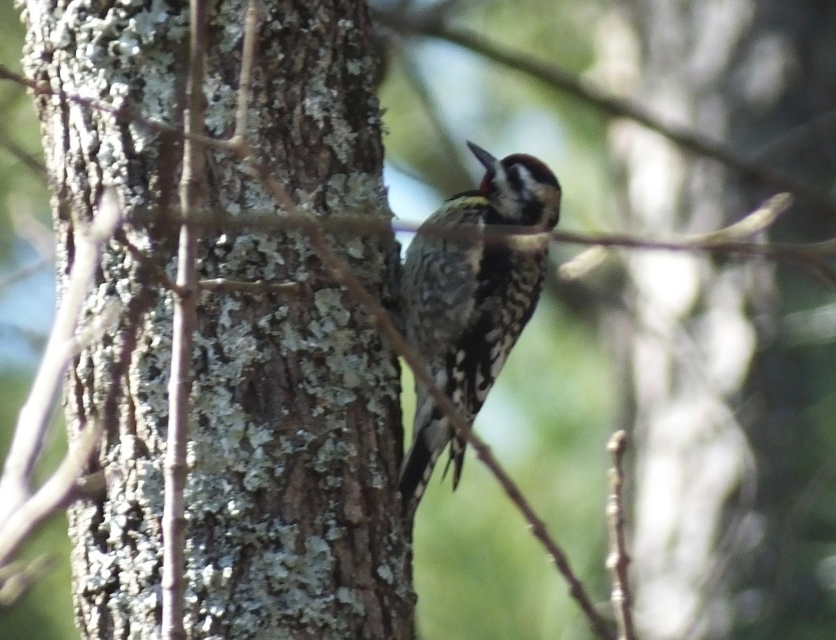 Yellow-bellied Sapsucker - Carson Lambert