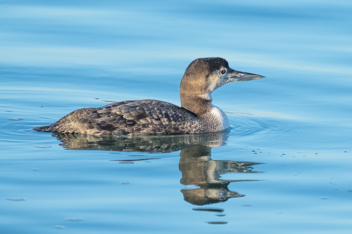 Common Loon - Hanna Zhao