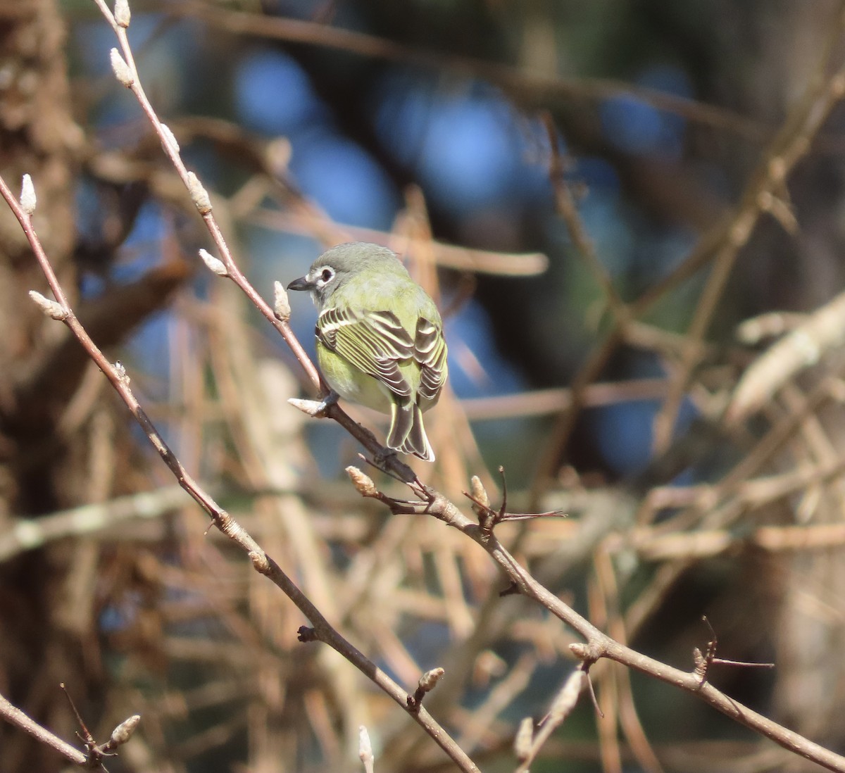 Blue-headed Vireo - Suzanne Roberts