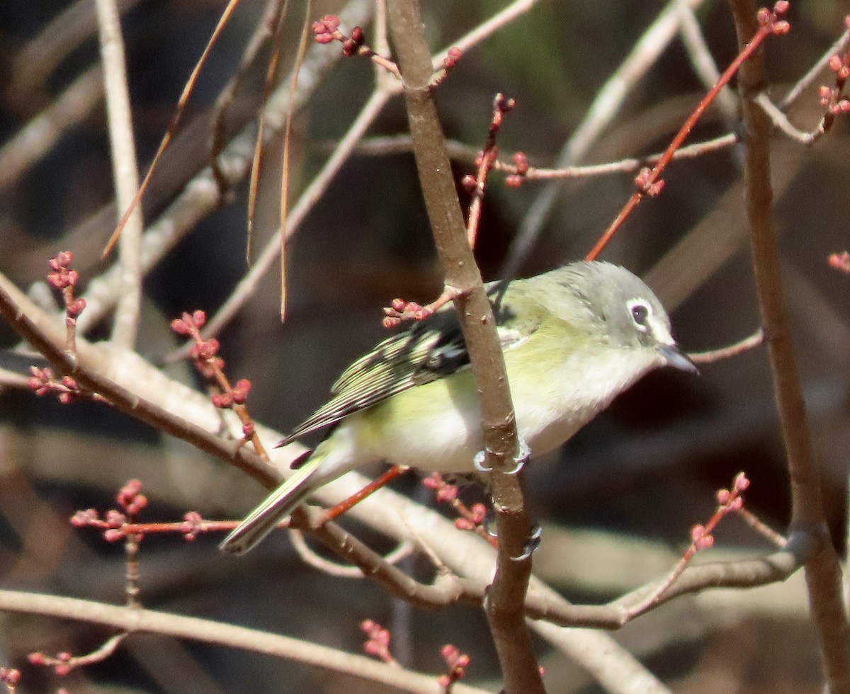 Mavi Başlı Vireo - ML415114621