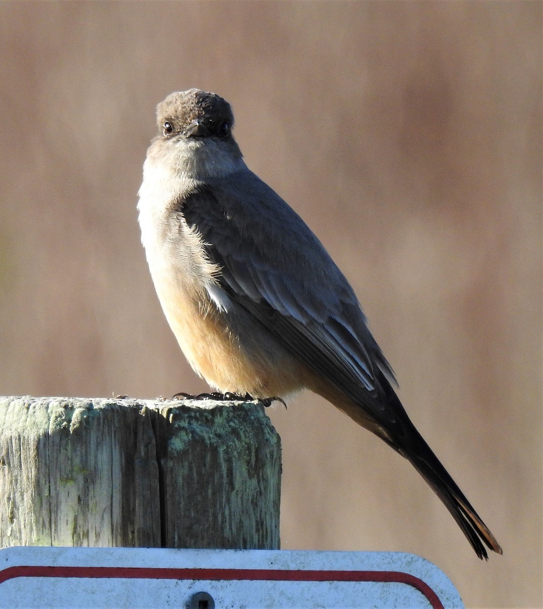 Say's Phoebe - Sarah Hobart