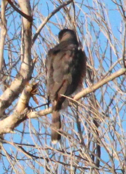 Cooper's Hawk - ML415115461