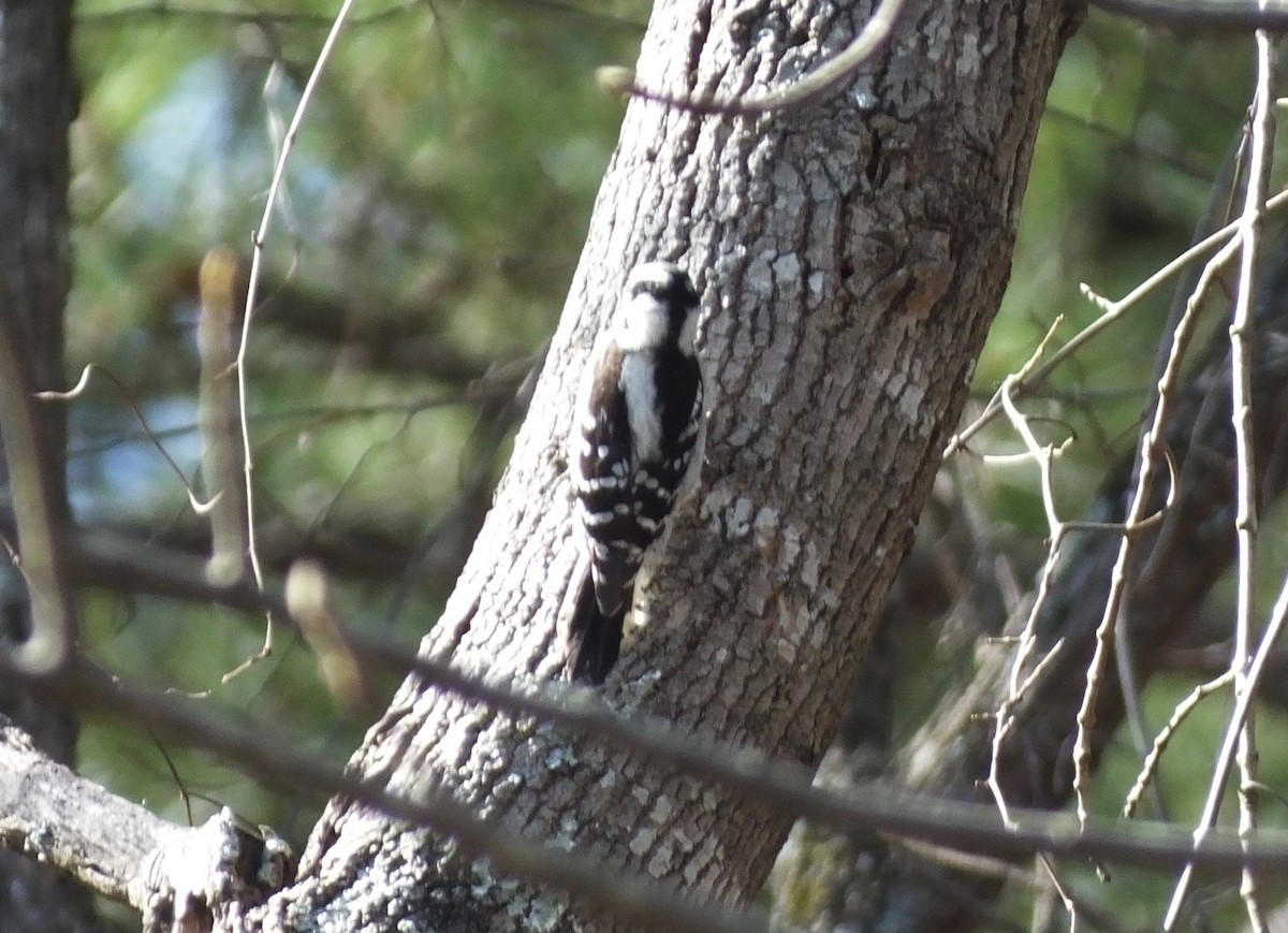 Downy Woodpecker - ML415115631