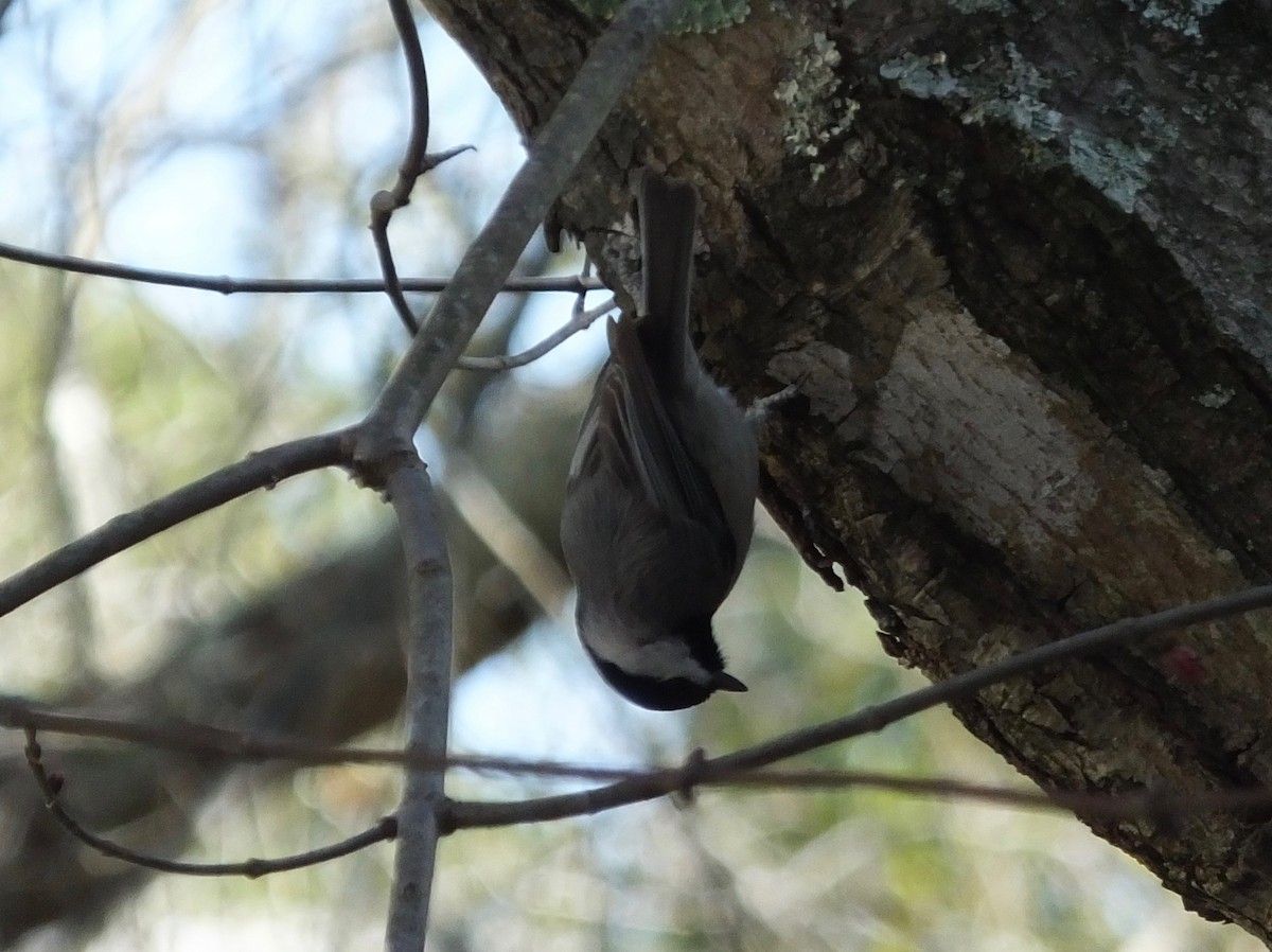 Carolina Chickadee - ML415115741