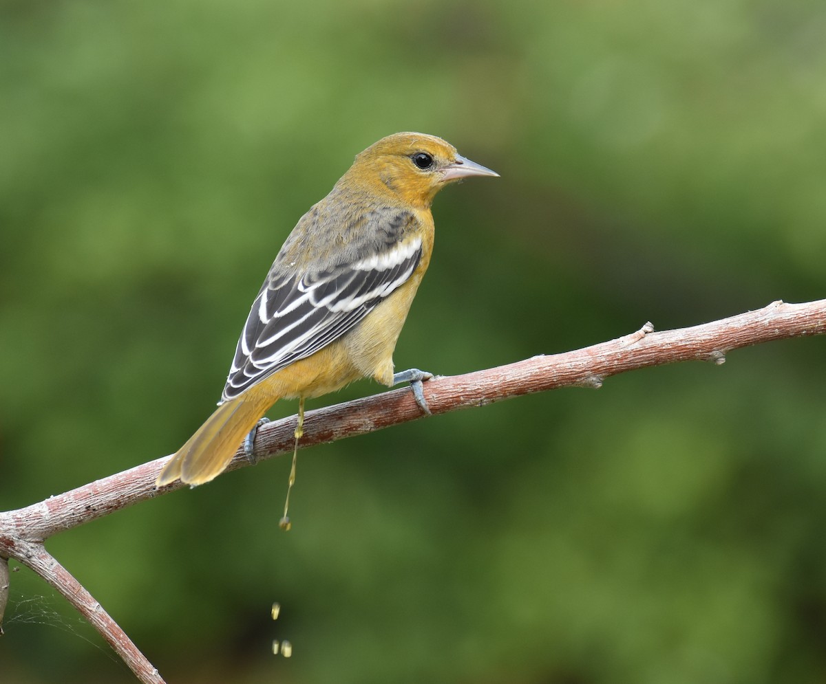 Baltimore Oriole - ML415115781