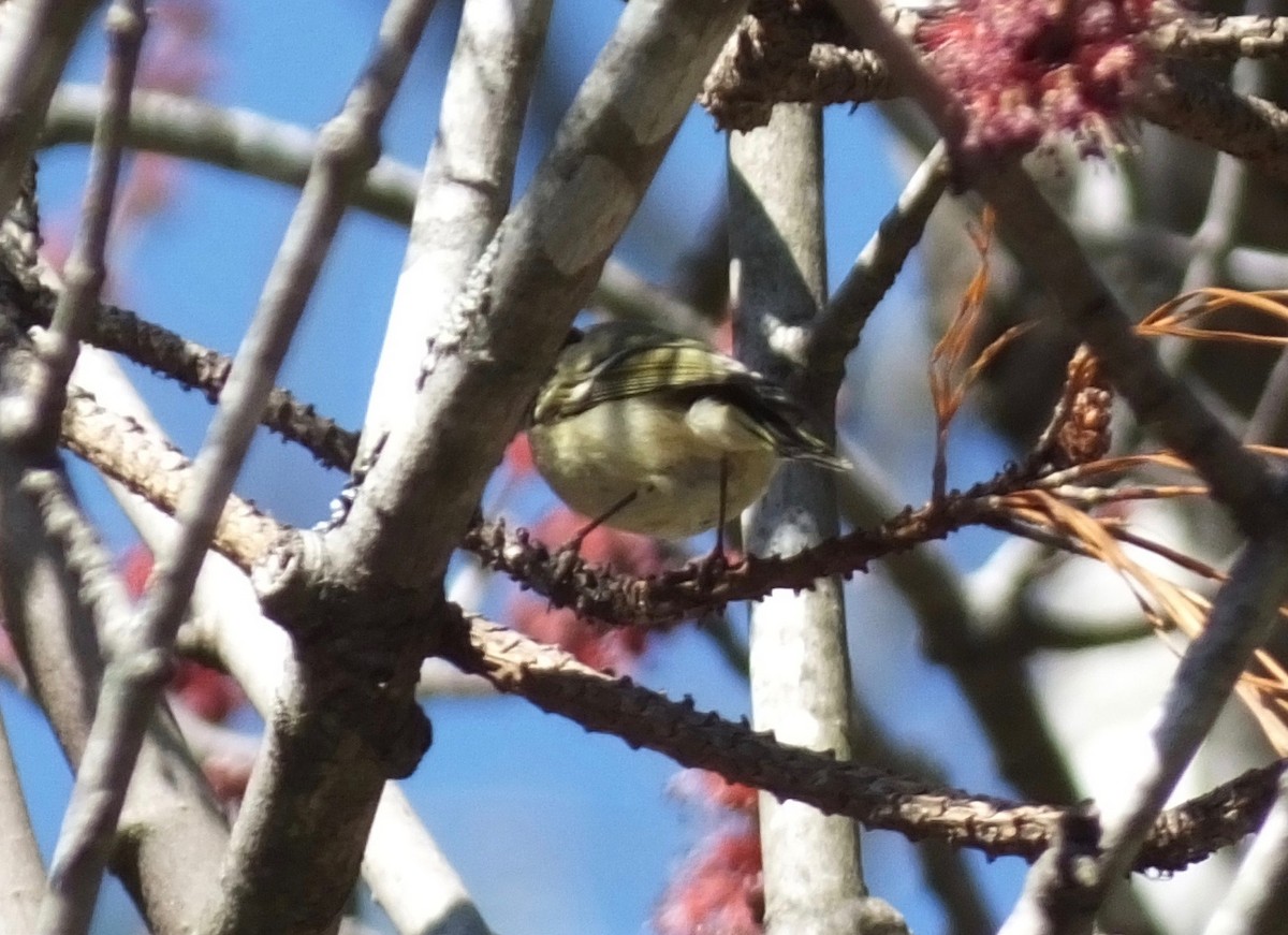 Ruby-crowned Kinglet - Carson Lambert