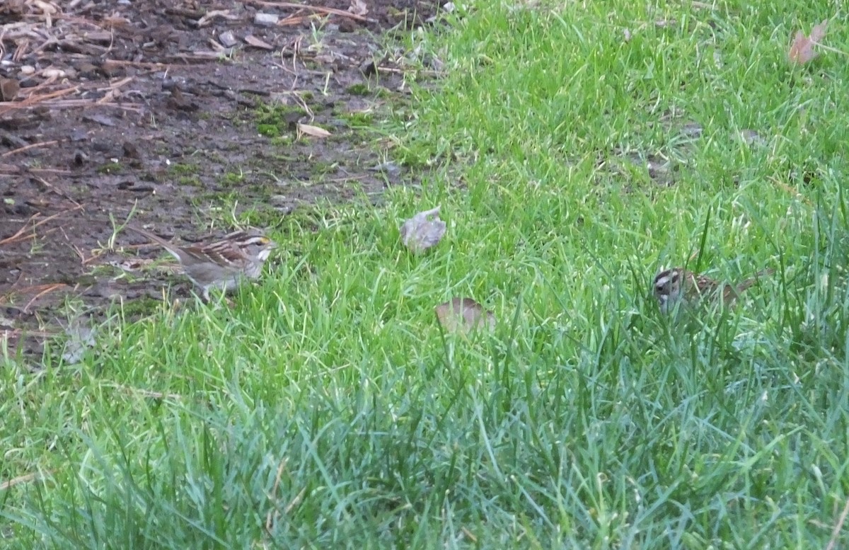 White-throated Sparrow - ML415115851