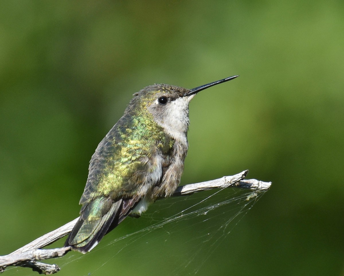 Ruby-throated Hummingbird - Shirley Rushforth Guinn