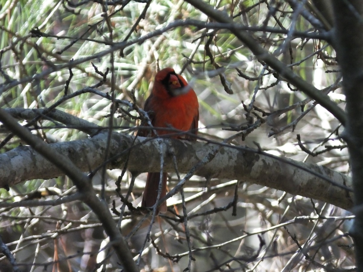 Northern Cardinal - ML415116141