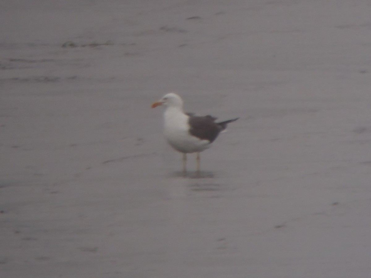 Lesser Black-backed Gull - ML415116371